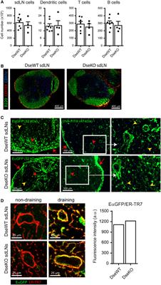 Dendritic Cell Migration to Skin-Draining Lymph Nodes Is Controlled by Dermatan Sulfate and Determines Adaptive Immunity Magnitude